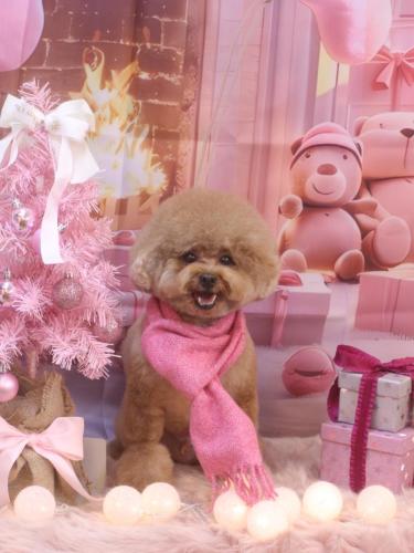 20241220ピノくん